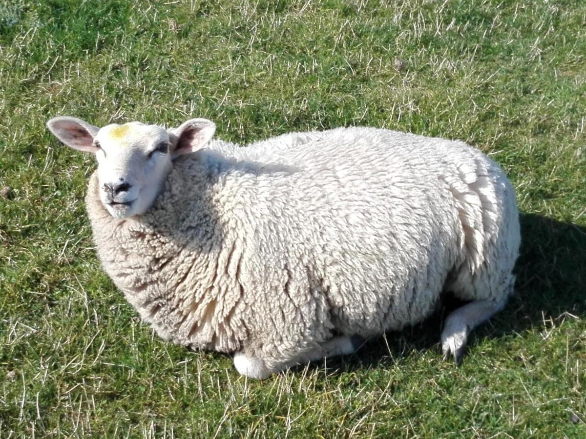 Ferienwohnung Osterdeich Horumersiel Zewnętrze zdjęcie
